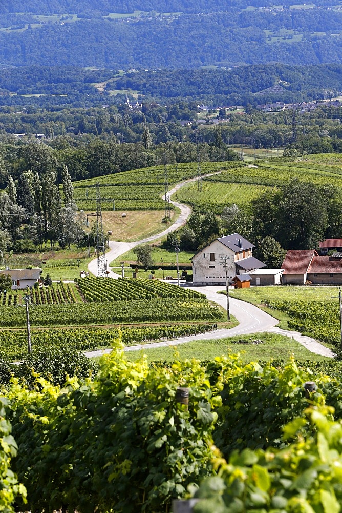 Chignin vineyard in Savoie, France, Europe