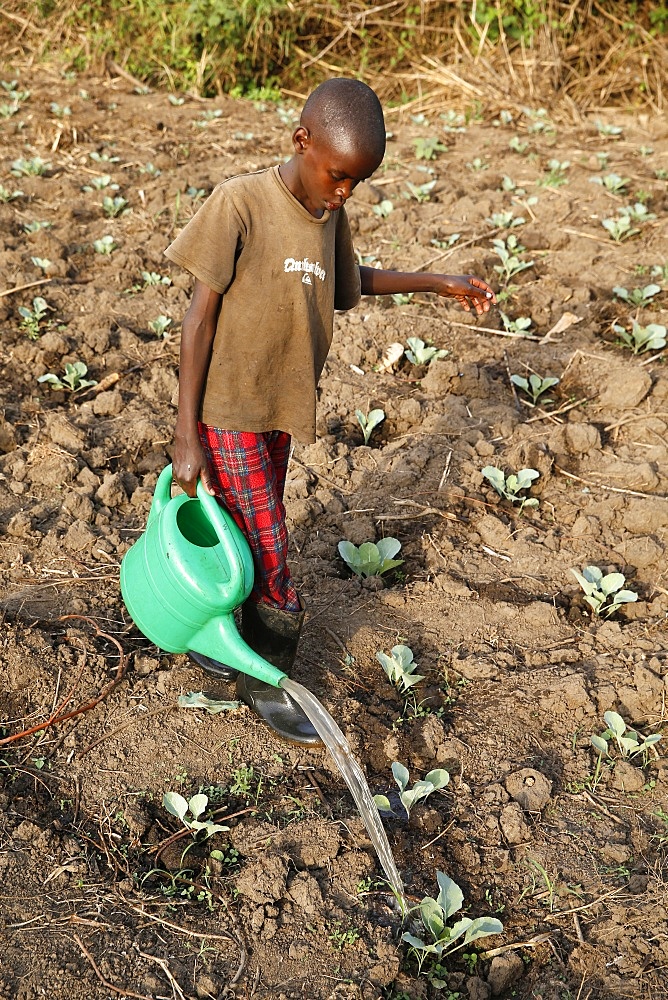 Farmer's son watering a vegetable plantation, Uganda, Africa