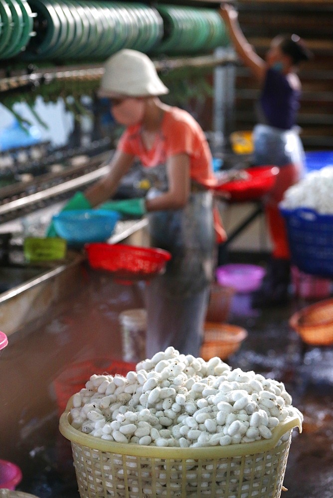 Silkworm cocoons in traditional silk factory, Dalat, Vietnam, Indochina, Southeast Asia, Asia