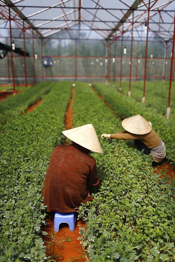 Women working in greenhouse on vegetable farm, Dalat, Vietnam, Indochina, Southeast Asia, Asia