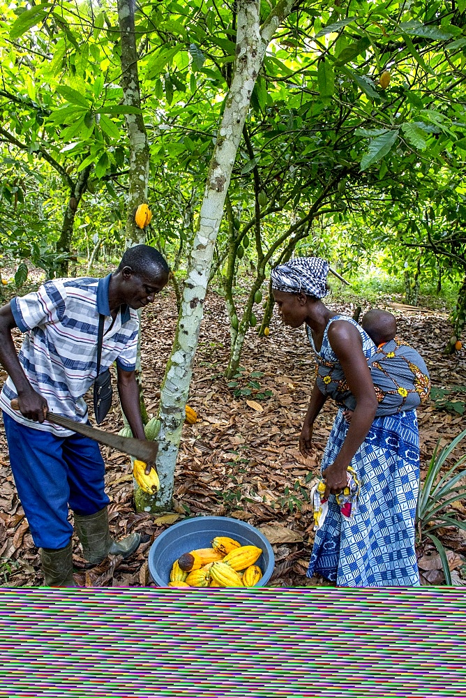 Cocoa planters harvesting in their plantation near Agboville, Ivory Coast, West Africa, Africa