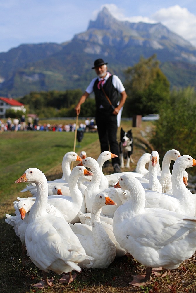 Old Domancy craft festival, farmer with group of white geese, Haute-Savoie, France, Europe