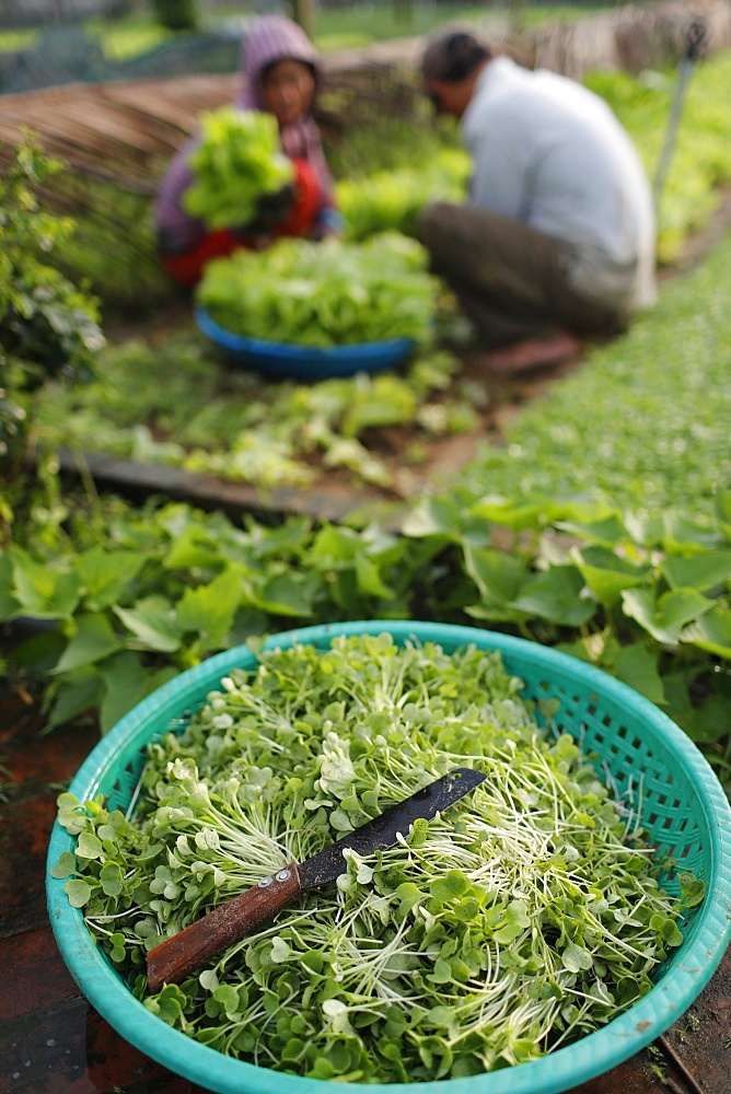 Organic vegetable gardens in Tra Que Village, fresh green herbs in basket, Hoi An, Vietnam, Indochina, Southeast Asia, Asia