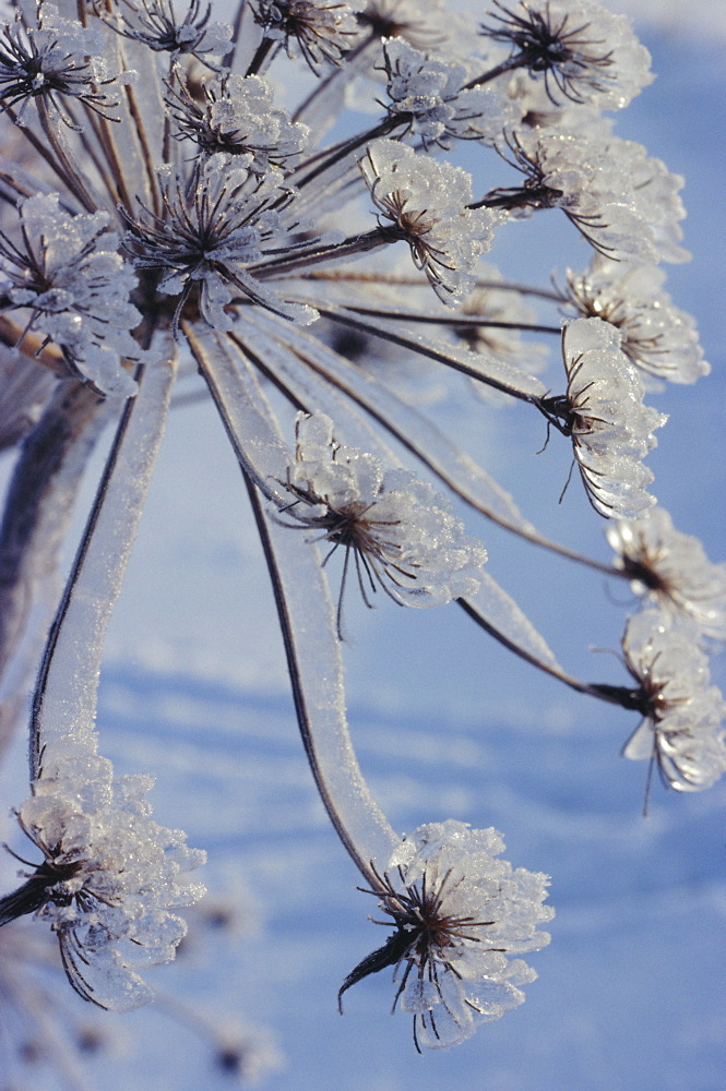 Close-up of 'jewels' of ice on a plant, Norway, Scandinavia, Europe