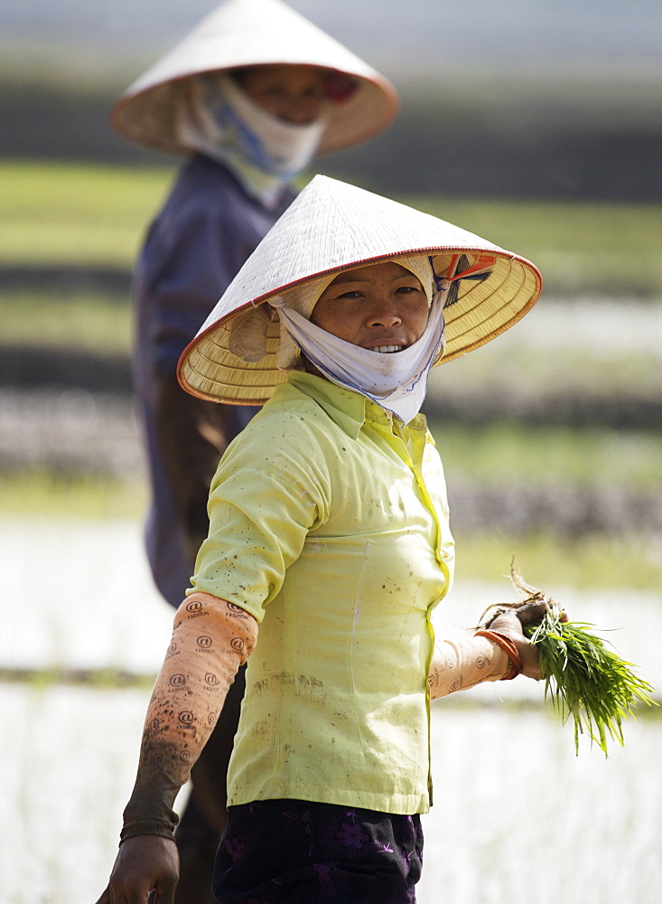 Women planting rice in paddy field, Vietnam, Indochina, Southeast Asia, Asia