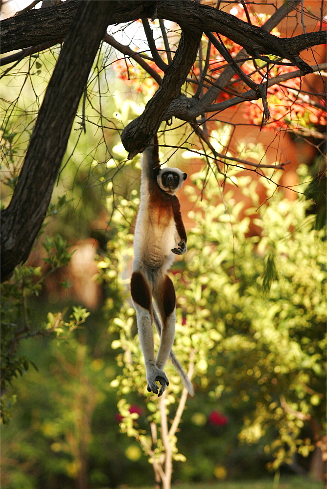 Verreaux's sifaka of the north forests, Madagascar, Africa