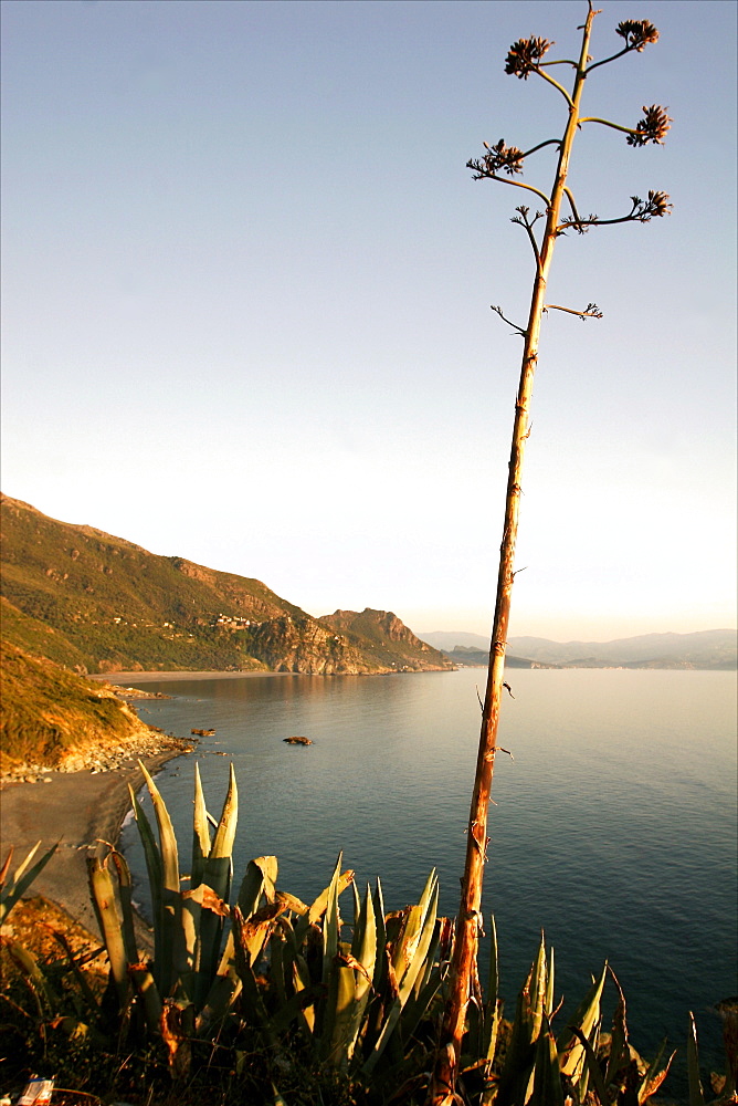 The Gulf of Nonza in Cap-Corse, Corsica, France, Mediterranean, Europe