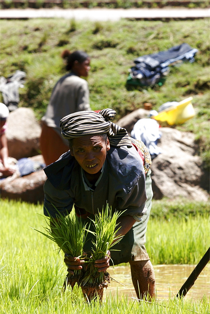 Working in the rice plantations between Tana and Antsirabe, Madagascar, Africa