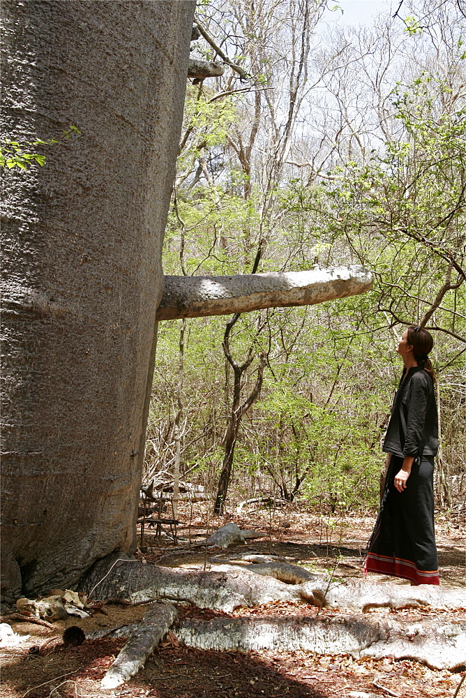 A holy baobab on the north west coast, around Anjajavy, Madagascar, Africa