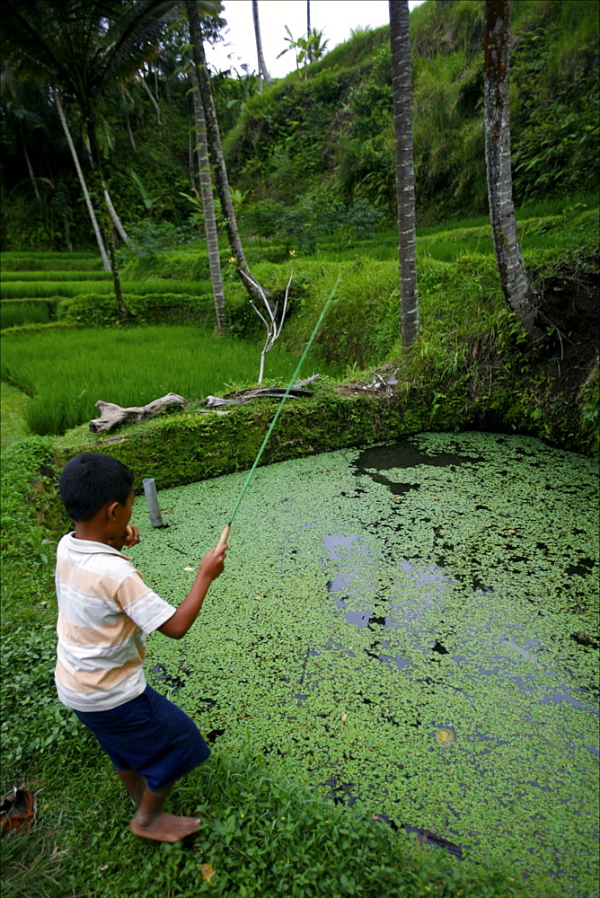 Boy fishing in the rice terrace fields of Penglipuran, Gunung Kawi, Bali, Indonesia, Southeast Asia, Asia