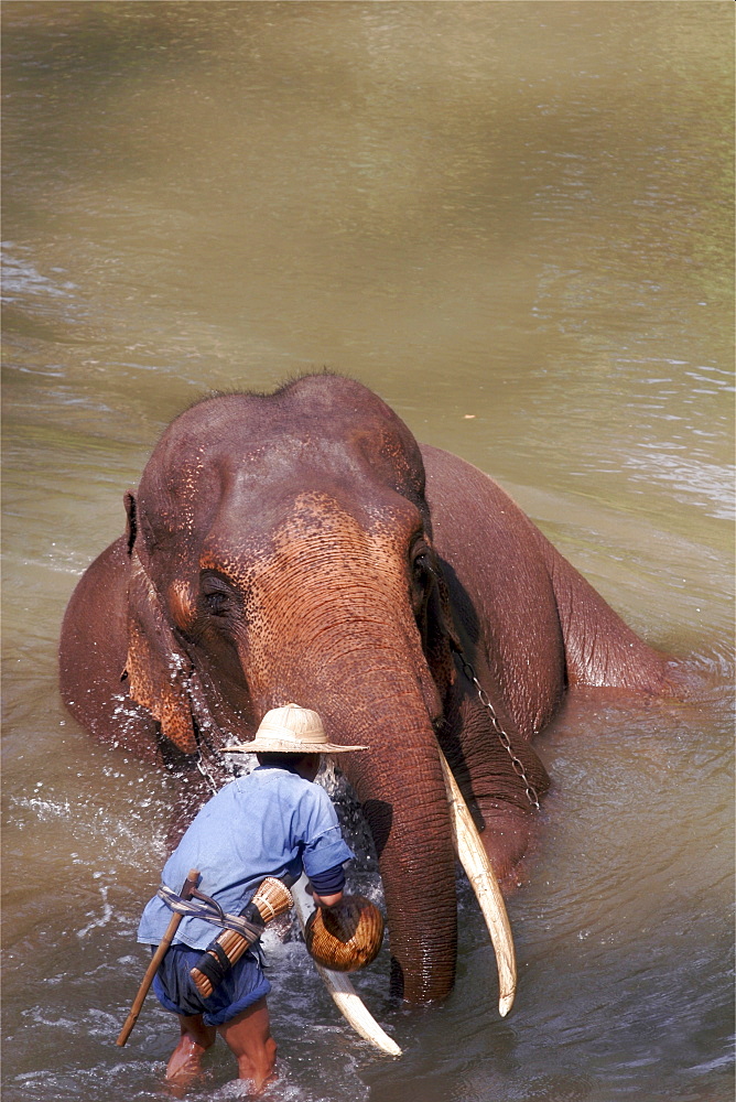 Demonstration at the Elephant training center, close to Chiang Mai, Thailand, Southeast Asia, Asia