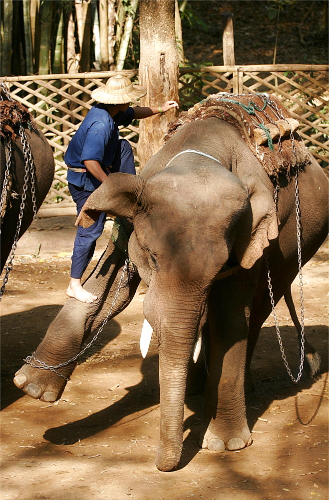 Demonstration at the Elephant training center, close to Chiang Mai, Thailand, Southeast Asia, Asia