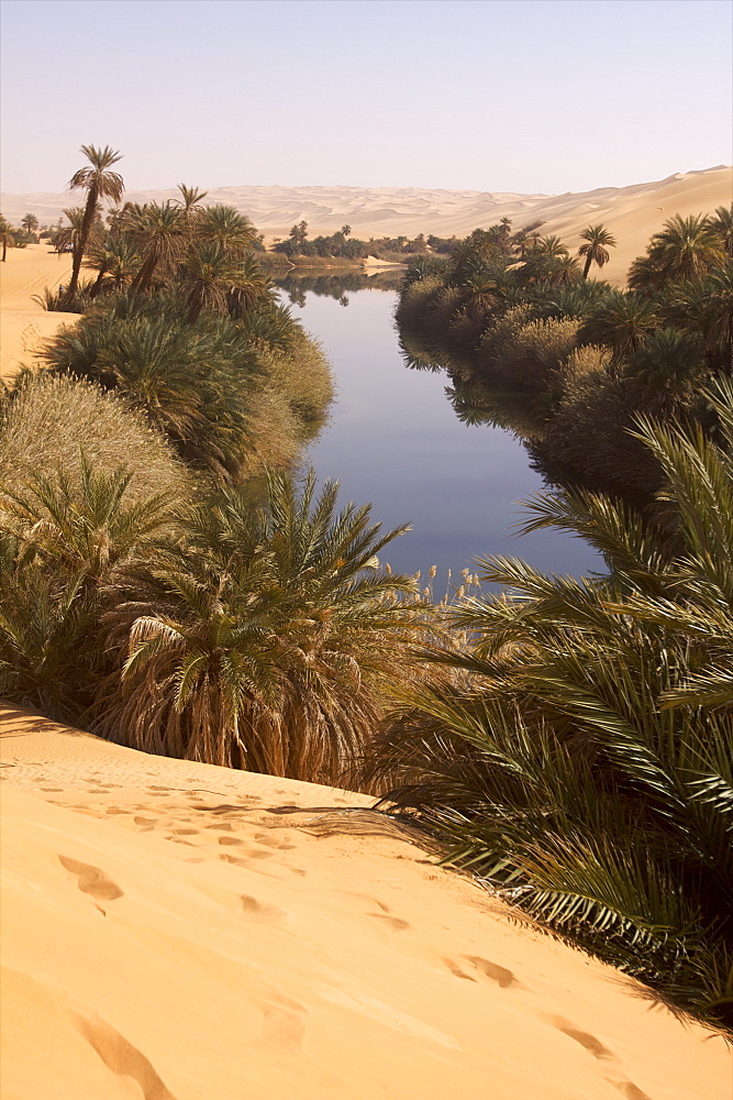 In the erg of Ubari, the Umm-el Ma (Mother of the Waters) Lake, Libya, North Africa, Africa