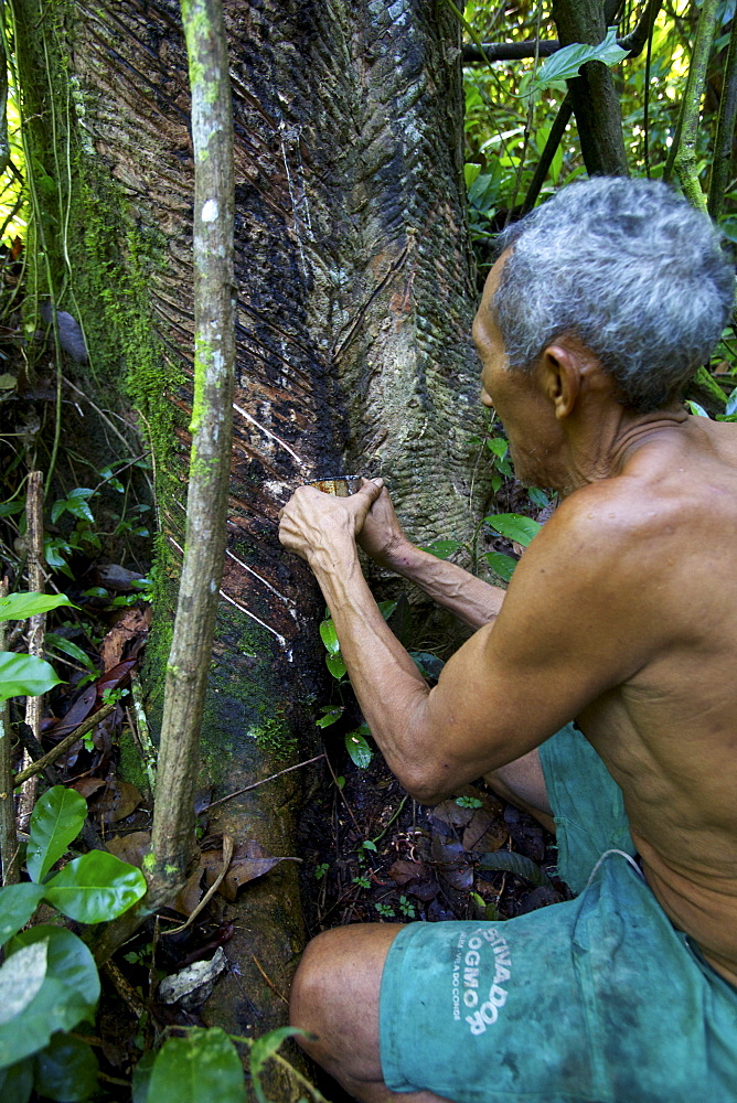 Taking latex from a rubber tree in the forest of Belem, Brazil, South America