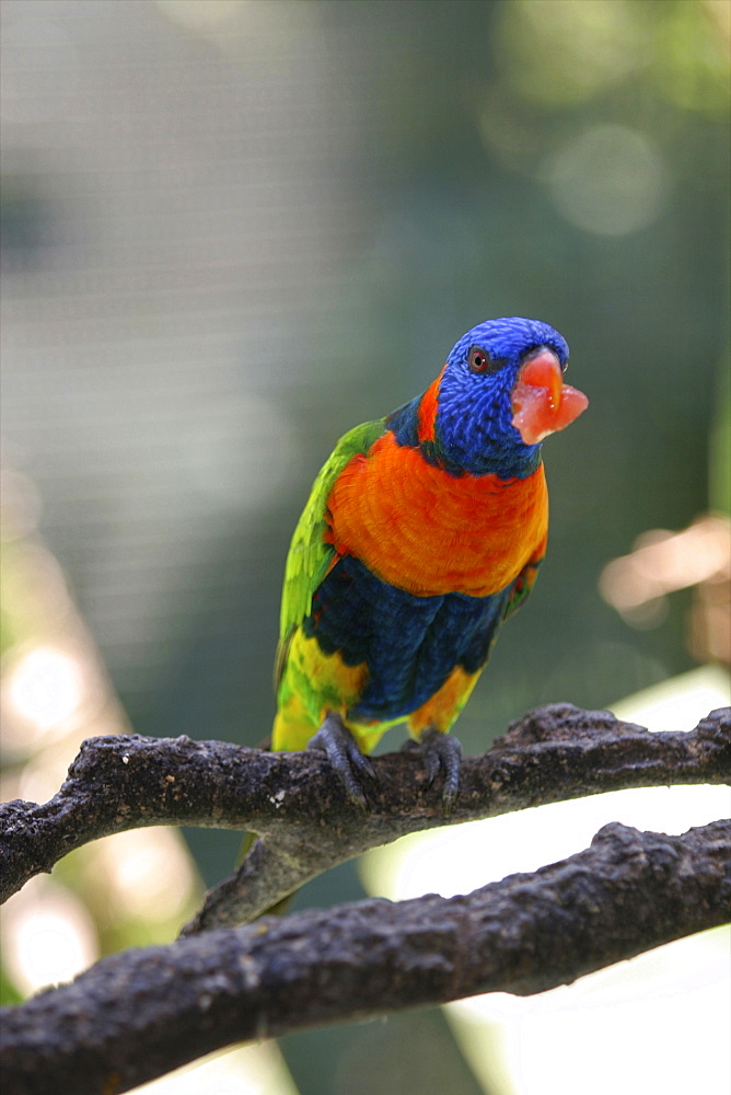 A parrot, Kuranda, Queensland, Australia, Pacific