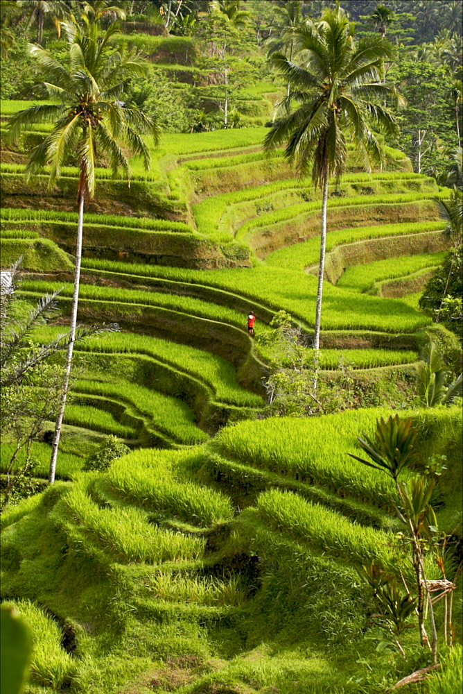 The terraced rice fields of Kintamani, Bali, Indonesia, Southeast Asia, Asia