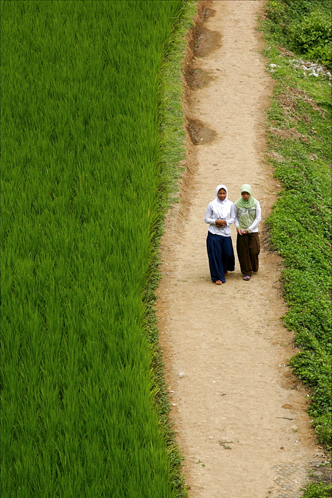 A Sundanese village around Jogjakarta, surrounded by rice plantations, Java, Indonesia, Southeast Asia, Asia