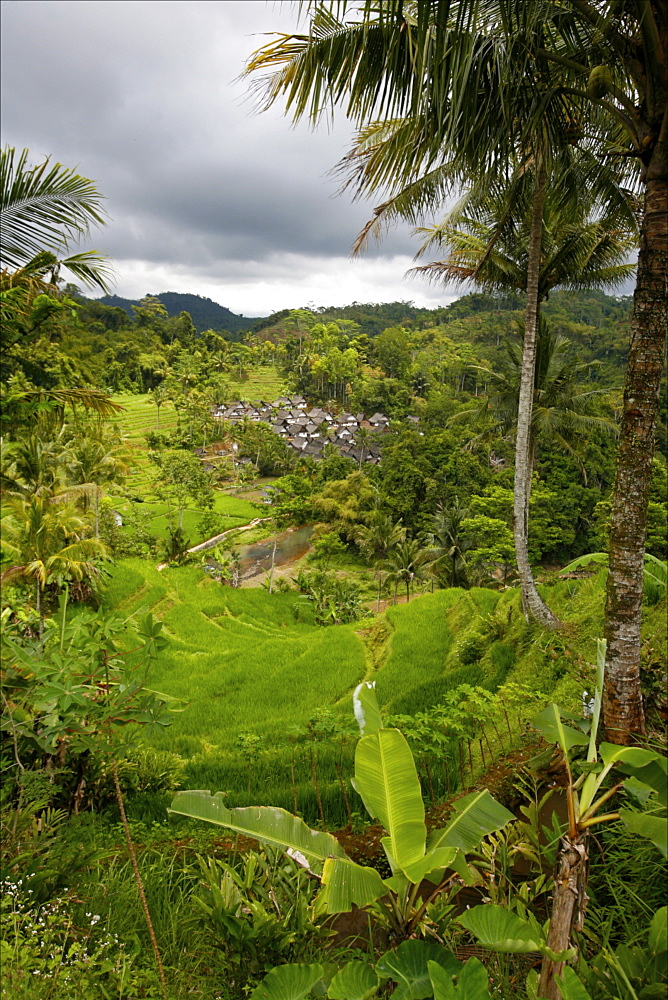 A Sundanese village around Jogjakarta, surrounded by rice plantations, Java, Indonesia, Southeast Asia, Asia