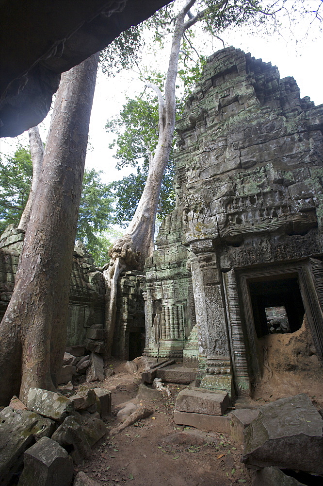 The Ta Prohm temple taken by the jungle in Angkor, UNESCO World Heritage Site, Siem Reap, Cambodia, Indochina, Southeast Asia, Asia