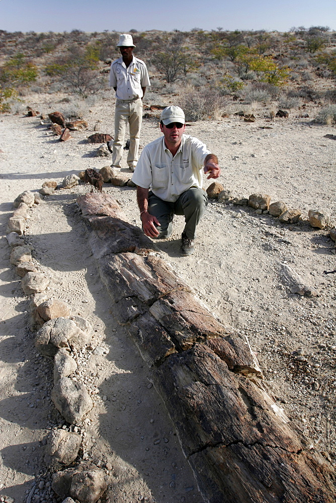 The petrified forest of Khorixas, in Kaokoland, Namibia, Africa