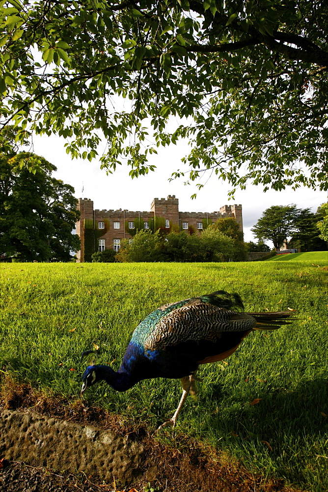 A peacock in the gardens of Scone Palace, Perthshire, Scotland, United Kingdom, Europe