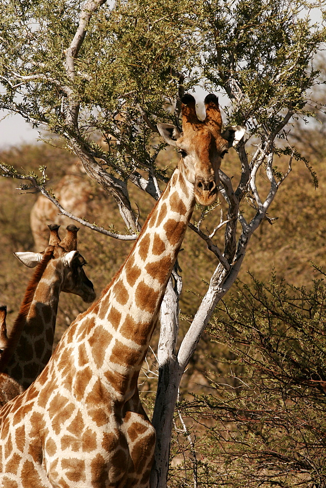 Giraffe around Etosha, Namibia, Africa