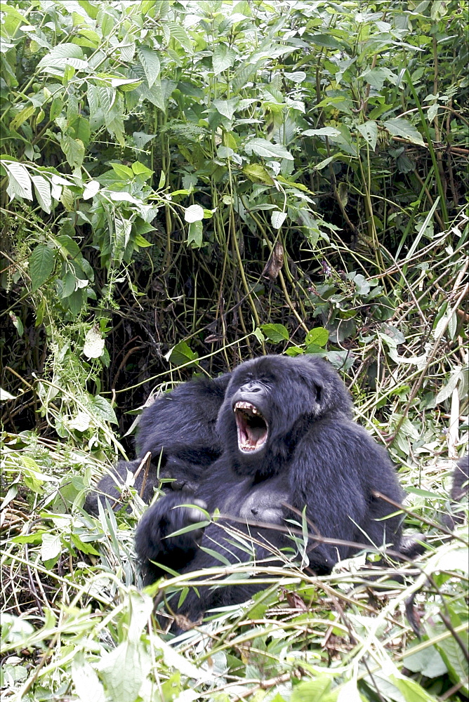 Mountain gorillas in the Virunga Mountains, Parc National des Volcans on the border of Congo, Uganda and Rwanda, Rwanda, Africa