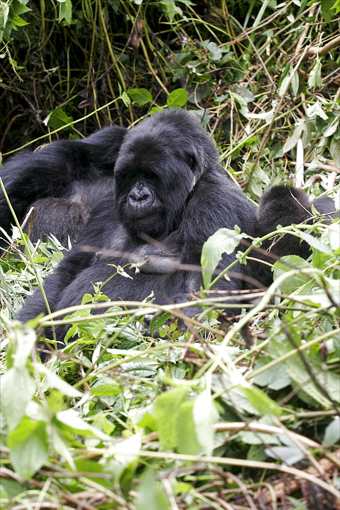 Mountain gorillas in the Virunga Mountains, Parc National des Volcans on the border of Congo, Uganda and Rwanda, Rwanda, Africa