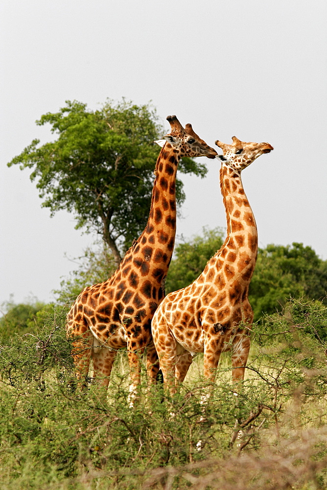 A giraffe with dark marks indicating older age and one young giraffe in the Murchison Falls National Park, Uganda, East Africa, Africa