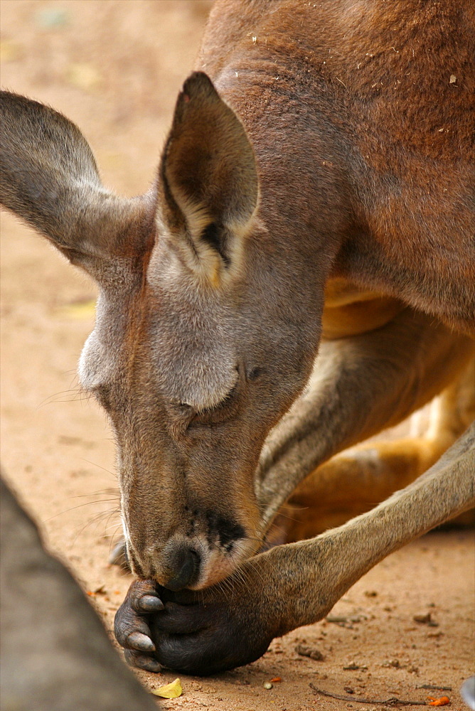 Australian kangaroo in the Taronga Zoo, Sydney, New South Wales, Australia, Pacific