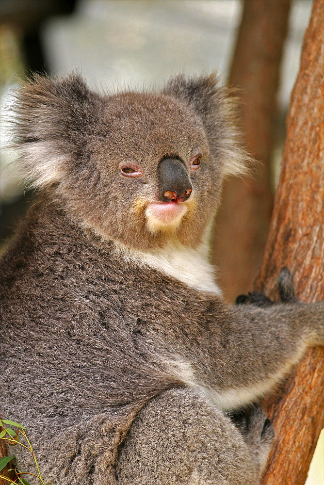 Australian koala in the Taronga Zoo of Sydney, New South Wales, Australia, Pacific