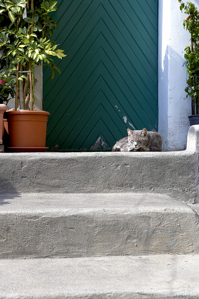 Cat sleeping on a step, Positano, Amalfi Coast, Campania, Italy, Europe