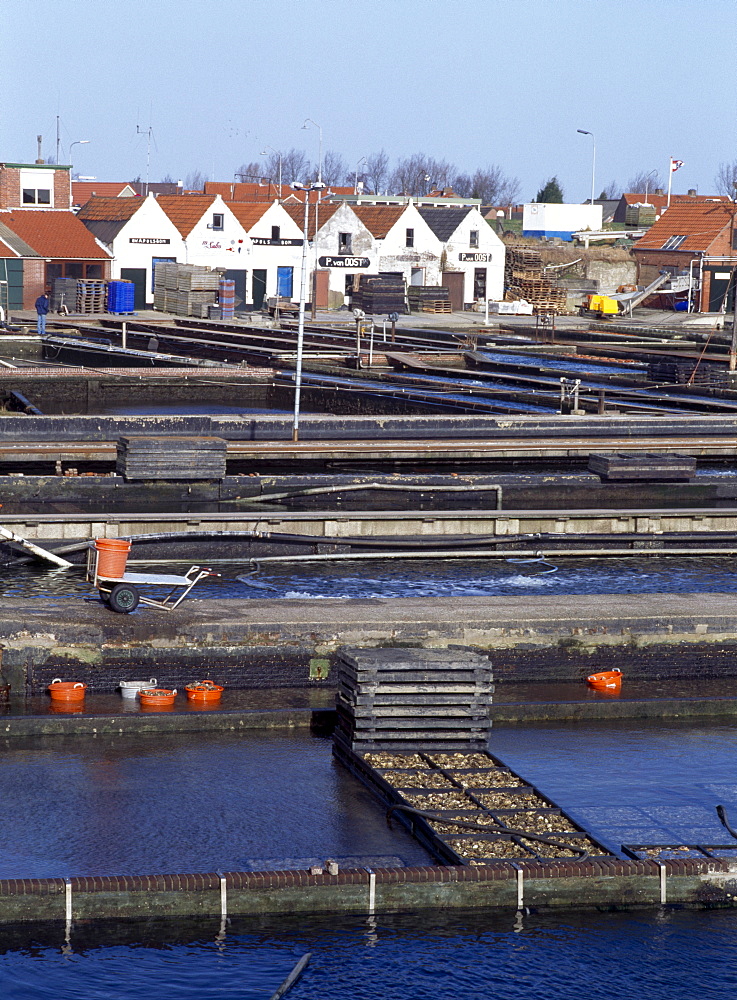 Mussel beds in harbour, Yerseke, Zeeland, Netherlands, Europe