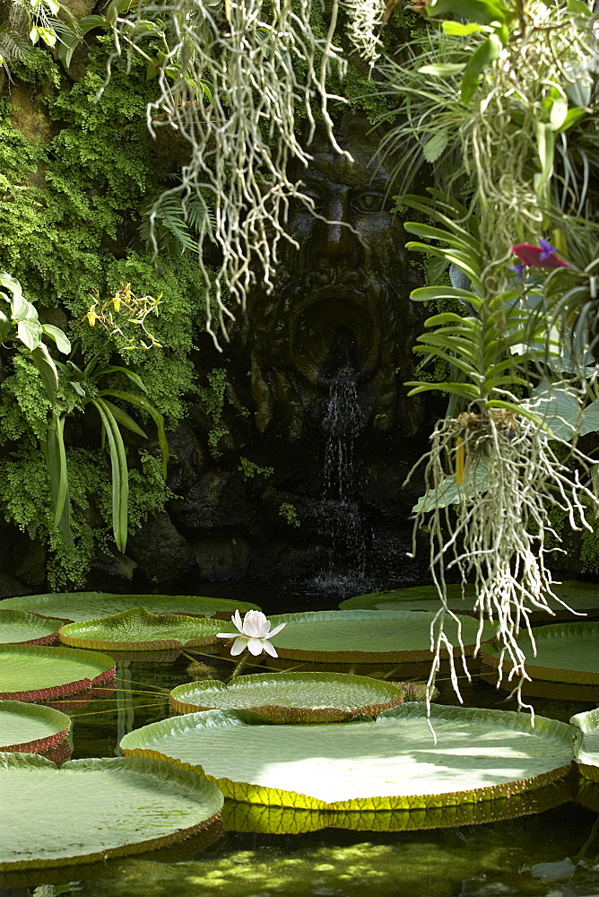 Giant Amazon waterlily, La Mortella, Ischia, Campania, Italy, Europe