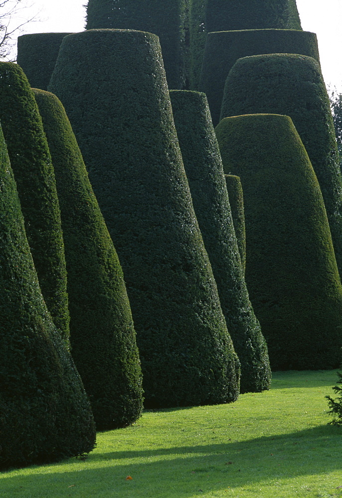 Topiary garden in winter, Packwood House, Warwickshire, England, United Kingdom, Europe