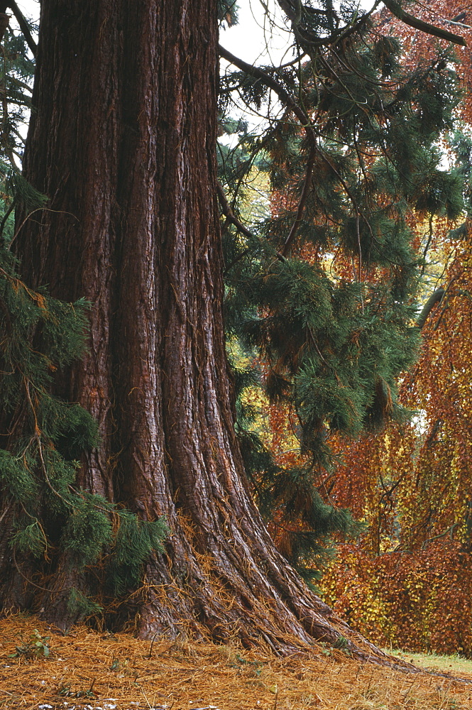 Giant redwoods (Sequoiadendron Giganteum) in the woodland, Batsford Arboretum, Gloucestershire, England, United Kingdom, Europe