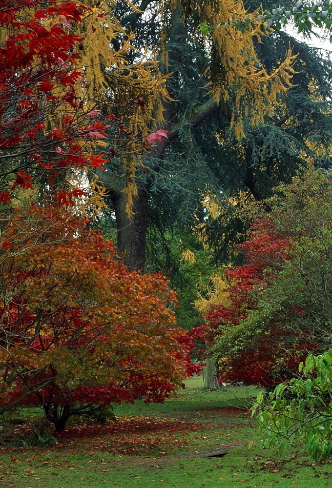 Acer Palmatum Ozakazuki and a Larix in the woodland, Harcourt Arboretum, Oxfordshire, England, United Kingdom, Europe