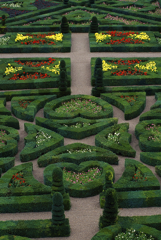 Dwarf dahlias and topiary shapes in the Garden of Love, Chateau de Villandry, UNESCO World Heritage Site, Pays de la Loire, France, Europe