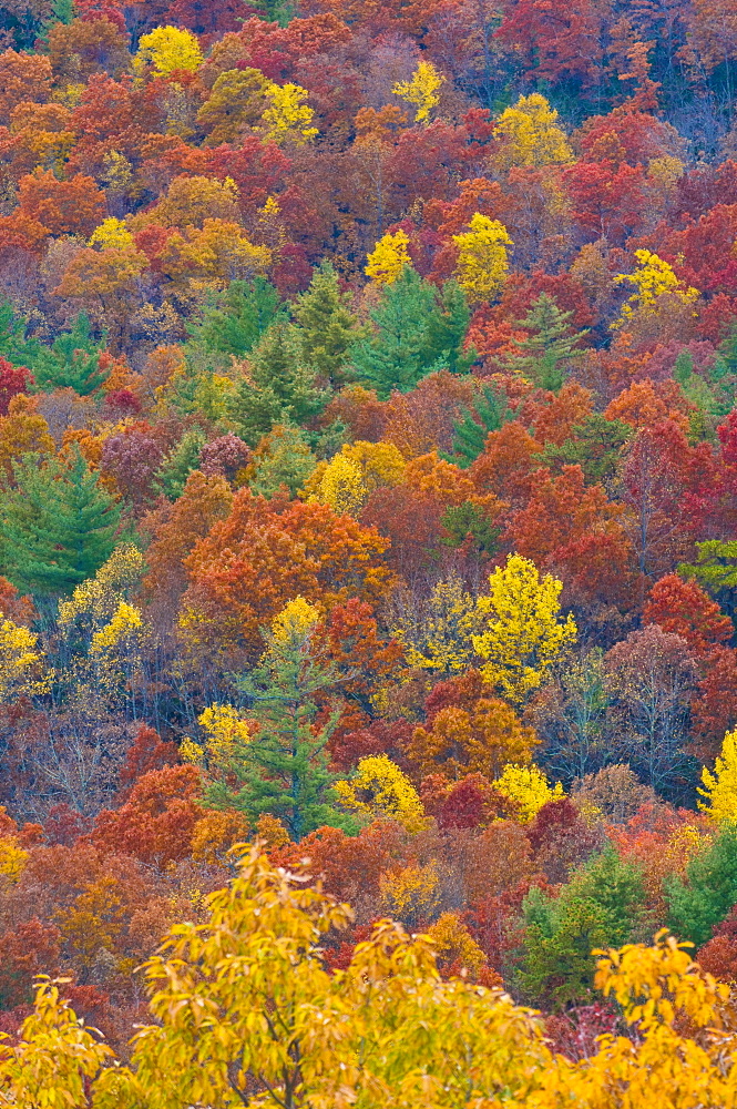 Beautiful foliage in the Indian summer, Blue Ridge Mountain Parkway, North Carolina, United States of America, North America