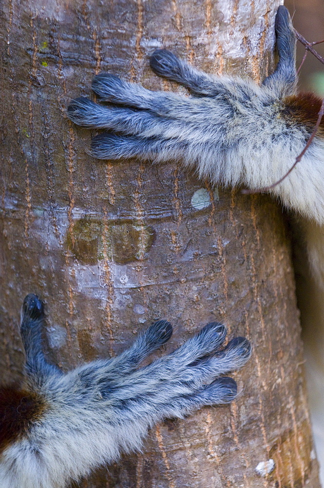 Hands of a Coquerel's Sifaka (Propithecus coquereli), Ankarafantsika National Park, Madagascar, Africa