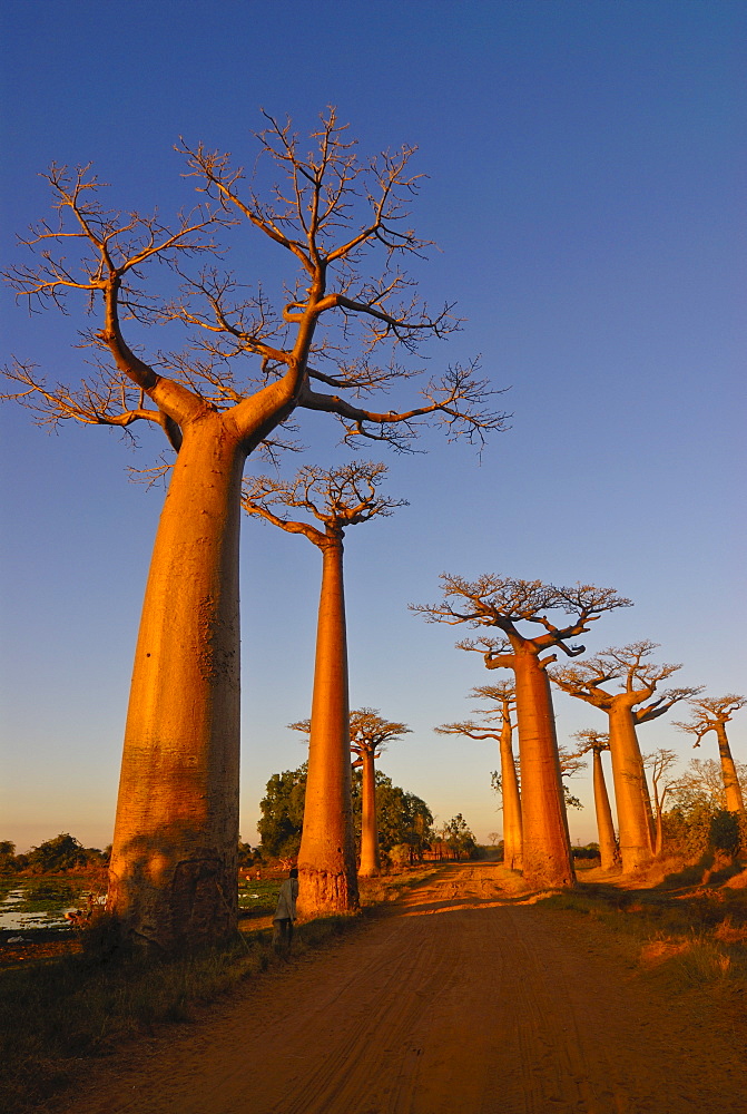 Avenue de Baobabs at sunset, Madagascar, Africa