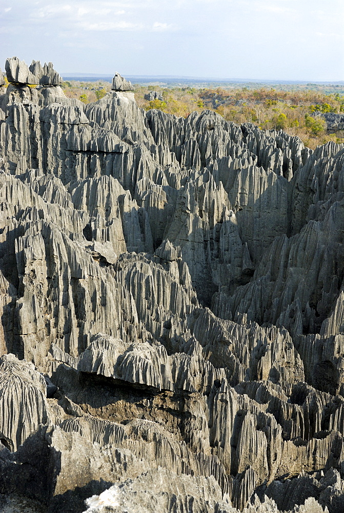 Coral formations, Tsingy de Bemaraha, UNESCO World Heritage Site, Madagascar, Africa