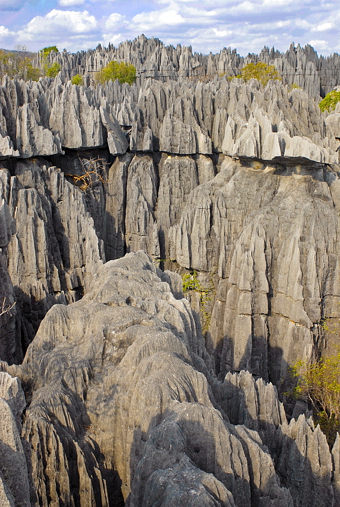 Coral formations, Tsingy de Bemaraha, UNESCO World Heritage Site, Madagascar, Africa