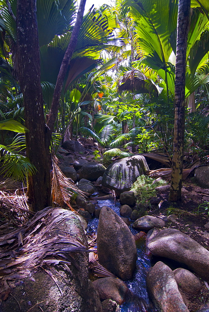 Beautiful rocks in the jungle of Valle de Mai, UNESCO World Heritage Site, Praslin, Seychelles, Africa