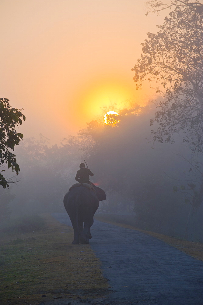 Elephant in the fog below the rising sun, Kaziranga National Park, UNESCO World Heritage Site, Assam, India, Asia