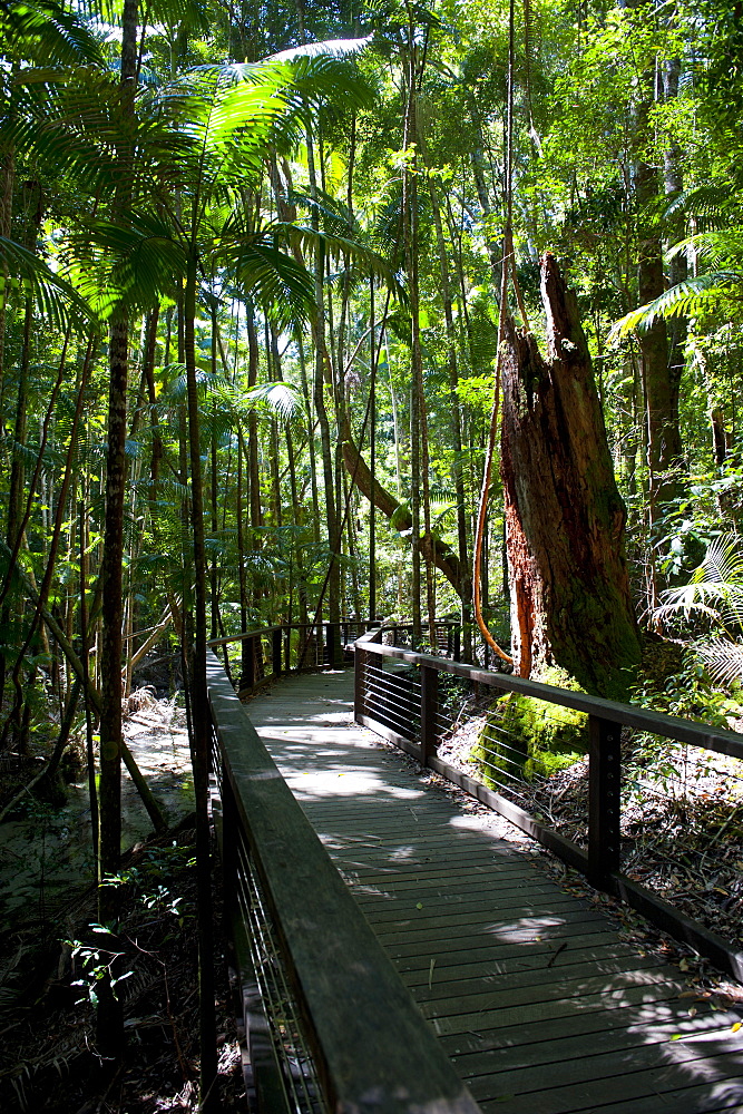 Tropical trees on Fraser Island, UNESCO World Heritage Site, Queensland, Australia, Pacific