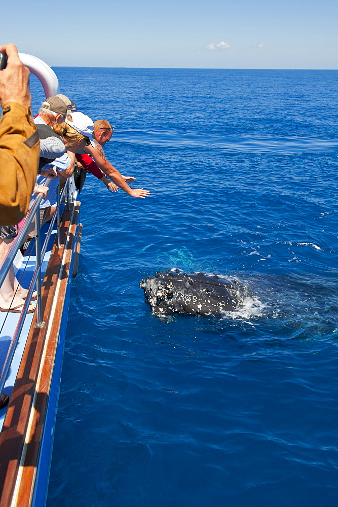 Humpback whale (Megaptera novaeangliae) watching in Harvey Bay, Queensland, Australia, Pacific