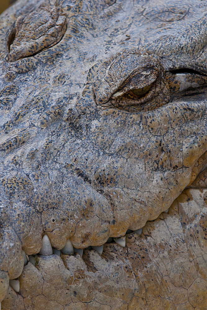 Saltwater crocodile (Crocodylus porosus), Queensland, Australia, Pacific