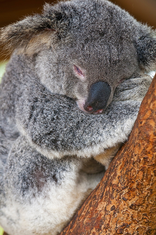 Koala (Phascolarctos cinereus) in the Townsville sanctuary, Queensland, Australia, Pacific