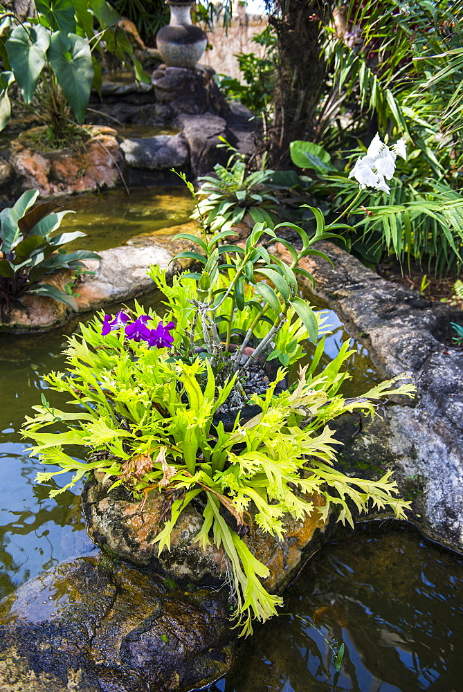 Botanical Gardens on Nevis Island, St. Kitts and Nevis, Leeward Islands, West Indies, Caribbean, Central America 